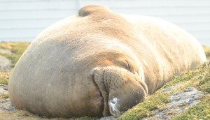 Floyd sleeping near the science house.