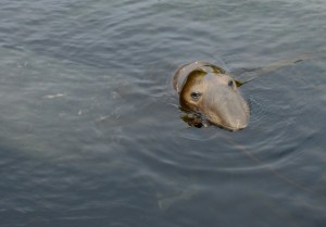 floyd's kelp bonnet