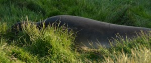 Floyd may look like a large lump but when I saw him being frisky today I was amazed at how fast he could hustle that bulk across the lawn after a female.