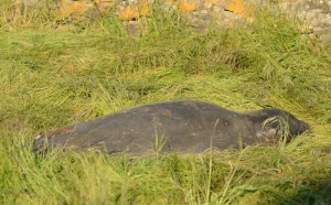 fresh grass to flatten