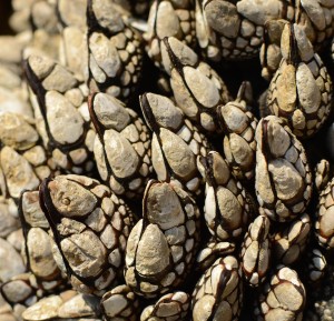 Many of the species found in the inter-tidal at Race Rocks are more usually associated with outer coast, more wave exposed sites. The current here makes it a very rich hotspot for marine biodiversity.