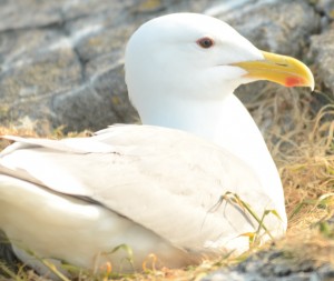 Glaucous-winged Gulls looking broody.