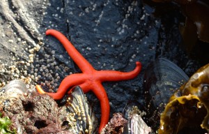 A Henry Star also known as the Blood Star or Henrycia spp.. It will need to find shade to conserve water so that it can breath through its skin.