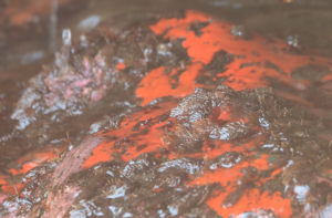 Hydroids and Ophlita sponge sp. living closely together in the surge.