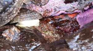 A keyhole limpet and unidentified barnacle sharing space with encrusting red algae and orange sponge.