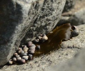 A piece of kelp in the high intertidal is a magnet for hungry littorines.