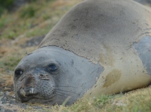 Moulting head and flippers first.