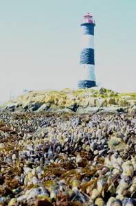 Extensive mussel beds on the south side of Great Race.