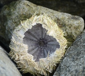 Green sea urchin (Stronglocentrotus drobachiensis) possibly foraged by a River Otter.