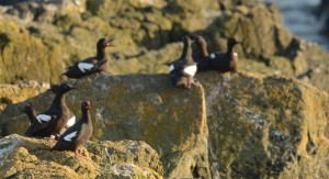 Guillemots at home on Great Race now.