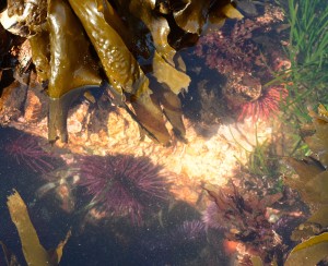 A nice mix of trophic levels in this tide pool.