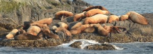 Sealions are back on South Island after trying out the other rocks.