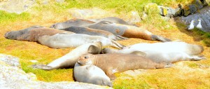 Waking up en masse one seal at a time.