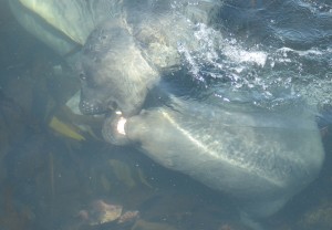 It takes a lot less energy to play when suspended in water.