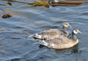 CaGo goslings swim