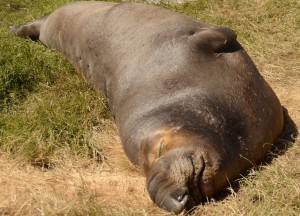 Chunk stretched out, having a nap. His large proboscis is prominent and the scars that run along his back are just visible.