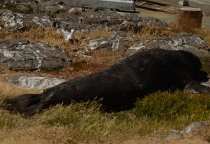 Floyd has lost not only his skin and fur but also ~30% of his weight, since he came ashore to moult.