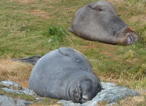 Floyd (foreground) and Chunk, huffing and sloughing.