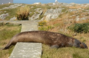 We are supposed to stay on the walkways when moving around the island. Not always possible when there are traffic jams like this one in this morning's commute.