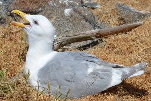 Gulls can keep their eggs at just the right temperature by evaporative cooling through panting.