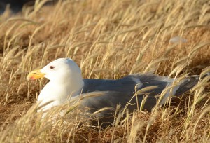 Glaucous-winged Gull incubating three eggs.