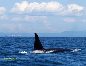 Chainsaw is the nickname for this big, male Killer Whale. Chainsaw is what we used to call a transient or T -killer whale. The Ts are now known as Biggs' Killer Whales named after the late Mike Biggs who did ground-breaking, pioneering work on Killer Whale identification and social systems on the west coast.