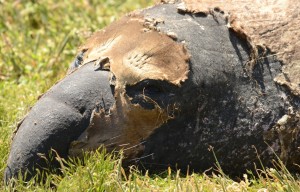 Floyd is having a full facial peel with a little grass added for special effects. He remains a mellow fellow throughout the ordeal.