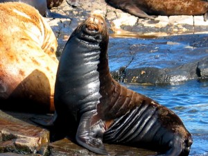 gf15092006calsealion