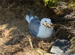 gwgu on nest juniper