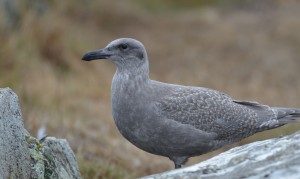 A newly fledged Glaucous-winged Gull with handsome new feathers.