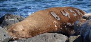 Collection of sealion brand observations continues. This Stellers was branded as a pup in southern Oregon.