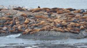 Spot the Northern Elephant Seal amongst the Northern Sea Lions?