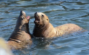 Steller Sea Lions sparring in the water. Note the forward pointing vibrissae (whiskers). These animals spend hours play fighting.