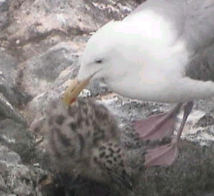 PB -gull-chicks hatched