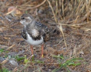 Name this bird (please).