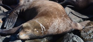 It is possible that this California Sea Lion is recovering from having a plastic strap removed from its neck. Veterinarian Marti Haulena of the Vancouver Aquarium removed straps from several individuals last year. Aquarium