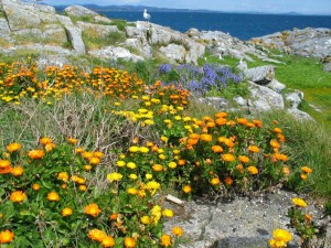 calendula