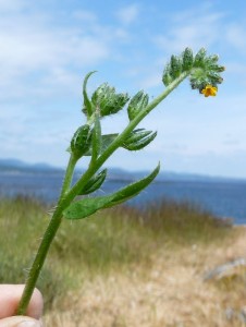 gfjun11fiddleneckflo2