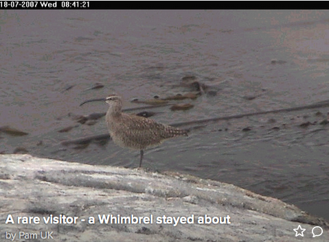 pb-whimbrel-july-2007