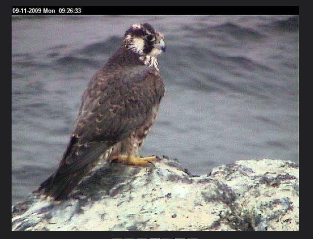 pnperegrine09:11:09