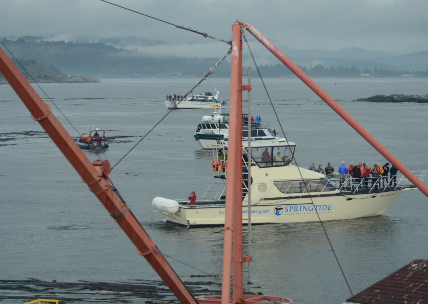 pod of whale watchers