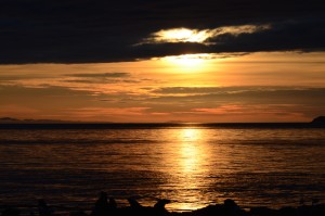 Sea lions silhouetted by a beautiful Race Rocks sunset. 