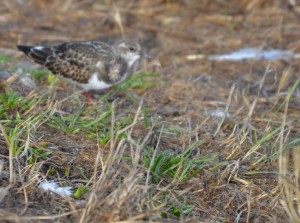 unidentified sandpiper