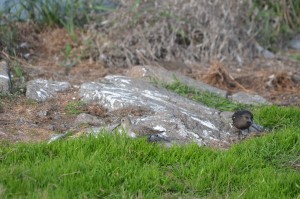 (possible) Sandpiper and Black Turnstone