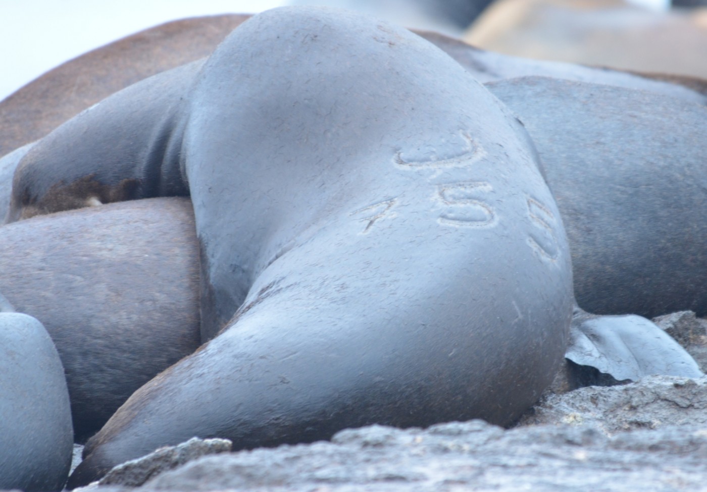California Sea Lion with brand U755. The U is also a C and indicates the animal was branded as a weaner near the Columbia River.
