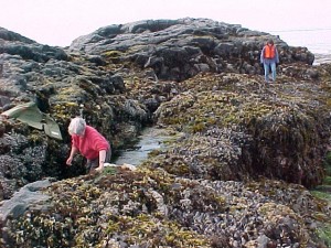 Tidepool 6