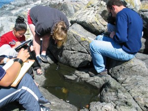 Tidepool 7