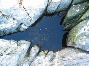 Tidepool 1