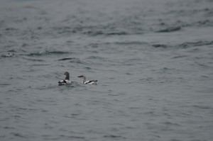 Pigeon Guillemot