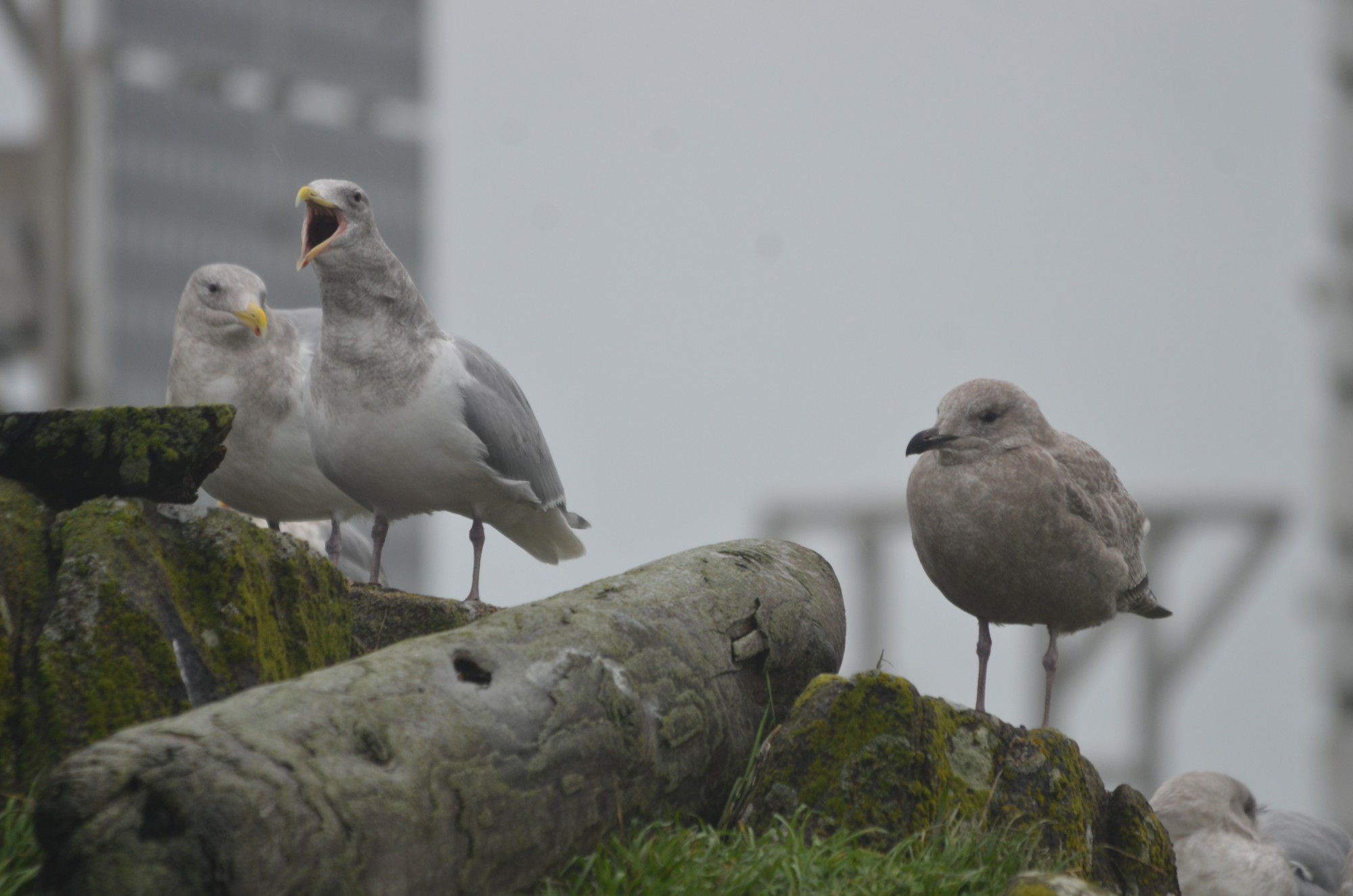 Adult (left) and immature (right) Thayer's Gulls